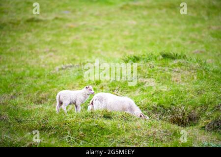 Due pecore islandesi di agnello bianche su erba verde pascolo lussureggiante in campo di fattoria in Islanda pascolo mangiare, bambino con animale madre Foto Stock