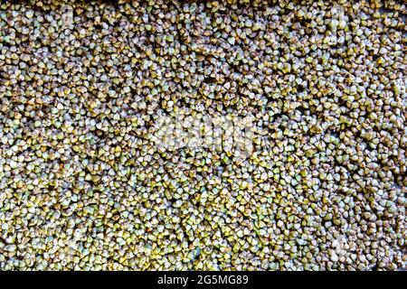 Closeup macro di grezzi grezzi non cotti grano saraceno verde secco struttura modello di semi di grano saraceno come cibo tradizionale ucraino o russo Foto Stock