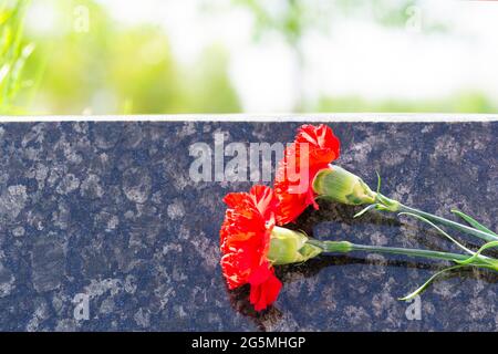 Lapide con garofano rosso. Un garofano rosso è stato lasciato su una lapide in un cimitero per un uomo che è morto. Fiore su una pietra commemorativa da vicino Foto Stock