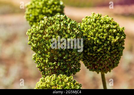 La testa di seme è una pianta. Semi sulla pianta. Semi verdi. Foto Stock