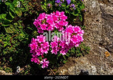 Fiori nel giardino. Fiori rosa nel giardino. Fiori viola. Foto Stock