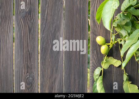 Noci verdi giovani sull'albero su uno sfondo di legno nero. Un albero di noce sta crescendo in previsione del raccolto. Noce primo piano. Foglie verdi Foto Stock