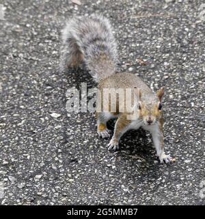 Sarasota, Florida, Stati Uniti. 25 Giugno 2021. Una carità animale ha dovuto salvare uno scoiattolo il sabato dopo che è stato intrappolato in un alimentatore di uccelli. Credit: John Marshall Mantel/ZUMA Wire/Alamy Live News Foto Stock