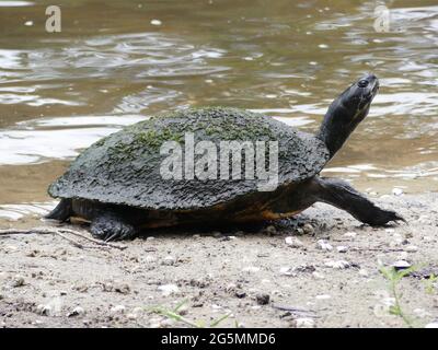 Sarasota, Florida, Stati Uniti. 25 Giugno 2021. La tartaruga è in pericolo a causa del cambiamento climatico, della perdita di habitat e dei procioni che mangiano le uova. Credit: John Marshall Mantel/ZUMA Wire/Alamy Live News Foto Stock