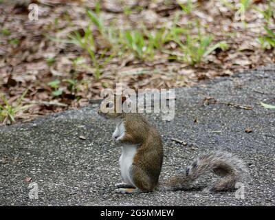 Sarasota, Florida, Stati Uniti. 25 Giugno 2021. Una carità animale ha dovuto salvare uno scoiattolo il sabato dopo che è stato intrappolato in un alimentatore di uccelli. Credit: John Marshall Mantel/ZUMA Wire/Alamy Live News Foto Stock