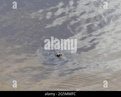 Sarasota, Florida, Stati Uniti. 25 Giugno 2021. Adotta una tartaruga per gareggiare nella gara delle tartarughe e incoraggiali a un rapido finale e la possibilità di vincere premi. Credit: John Marshall Mantel/ZUMA Wire/Alamy Live News Foto Stock