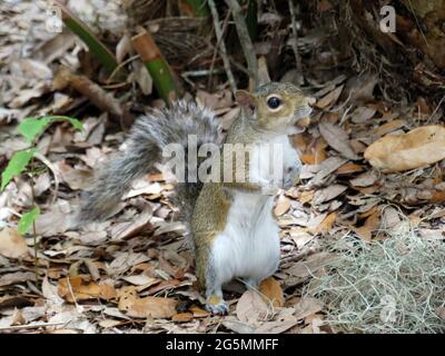 Sarasota, Florida, Stati Uniti. 25 Giugno 2021. Una carità animale ha dovuto salvare uno scoiattolo il sabato dopo che è stato intrappolato in un alimentatore di uccelli. Credit: John Marshall Mantel/ZUMA Wire/Alamy Live News Foto Stock