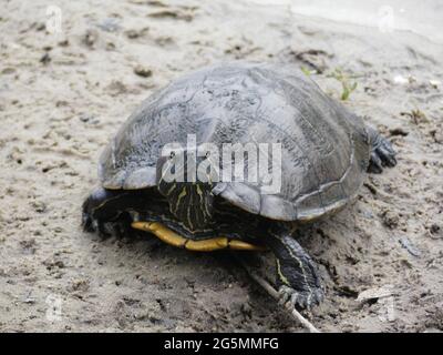 Sarasota, Florida, Stati Uniti. 25 Giugno 2021. Adotta una tartaruga per gareggiare nella gara delle tartarughe e incoraggiali a un rapido finale e la possibilità di vincere premi. Credit: John Marshall Mantel/ZUMA Wire/Alamy Live News Foto Stock