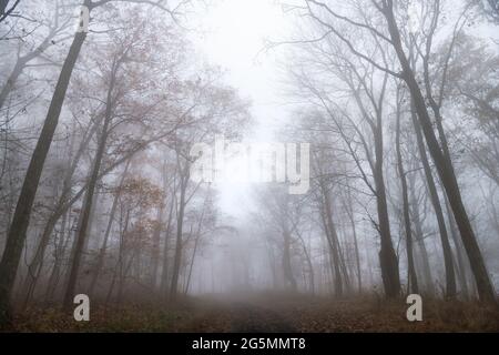 Alberi foresta bosco in mattina nebbia nebbia nebbia nebbia nebbia nebbia nebbia meteo su Cedar Cliffs percorso sentiero percorso escursionistico nella località sciistica Wintergreen Resort in Virginia Foto Stock