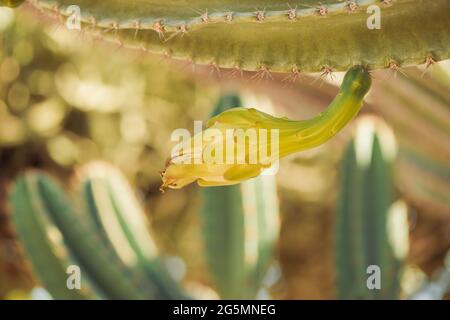 cactus piante a pietra decorativa estate giardino luce solare Foto Stock