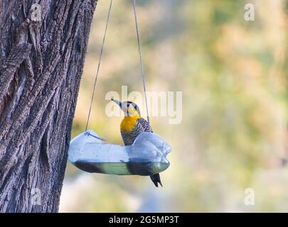 Colaptes campestris mangiare e bere da bottiglia riciclata Foto Stock