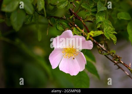 Primo piano di una rosa di cane rosa o Rosa canina in una siepe in estate Foto Stock