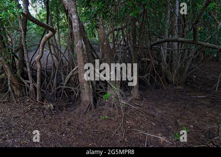 Un ecosistema di mangrovie di acqua salata a bassa marea che mostra le radici dell'albero Foto Stock