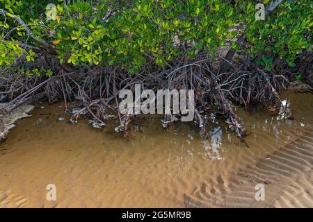 Un ecosistema di mangrovie di acqua salata a bassa marea che mostra le radici dell'albero Foto Stock