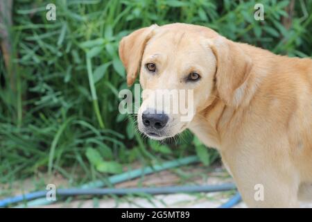 Il cane marrone guardò e mostrò i suoi due occhi. Foto Stock