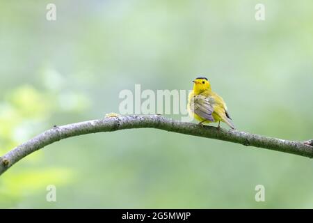 wilson's Warbler Bird a Vancouver BC Canada Foto Stock