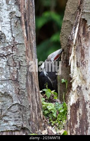 Uccello picchio pileated a Vancouver BC Canada Foto Stock