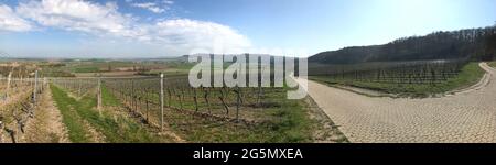 Foto panoramica dei vigneti in Baviera all'inizio della primavera Foto Stock