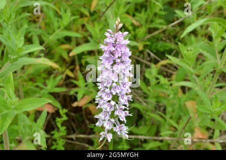 Orchidea comune avvistata su White Hill, Darent Valley, Shoreham, Kent, una riserva naturale privata che è come un giardino selvaggio. In una giornata estiva opaca Foto Stock