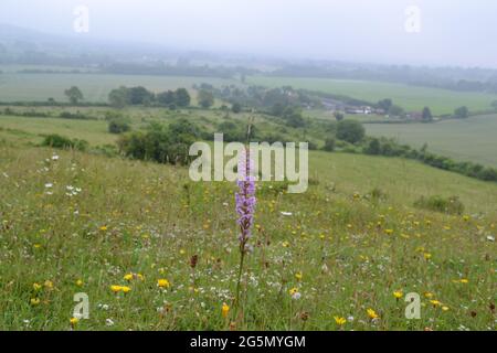 Orchidea profumata su Polhill in una giornata noiosa guardando attraverso la Darent Valley, Kent, vicino Sevenoaks. Bella collina erba con fiori selvatici Foto Stock