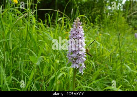 Orchidea comune avvistata su White Hill, Darent Valley, Shoreham, Kent, una riserva naturale privata che è come un giardino selvaggio. In una giornata estiva opaca Foto Stock