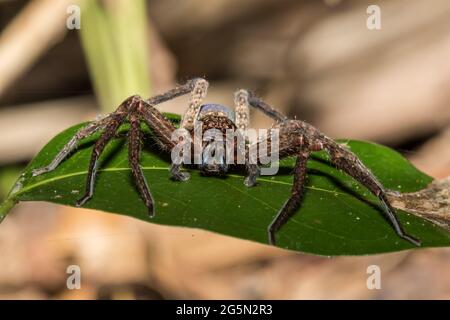 Huntsman Spider poggiato su foglia verde Foto Stock