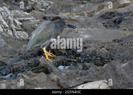 (Galapagos) Heron (Butorides sundevalli) Foto Stock