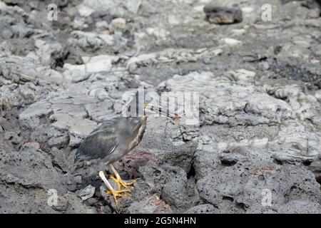 (Galapagos) Heron (Butorides sundevalli) Foto Stock