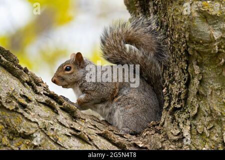 Scoiattolo grigio orientale, (Sciurus carolinensis) scoiattolo grigio Foto Stock