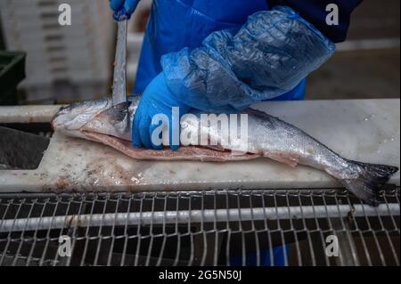 Un lavoratore taglia la testa di una trota con un coltello. Foto Stock