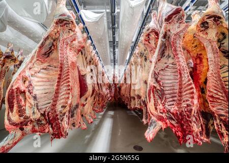 Molte carcasse di manzo sono appese nel grande frigorifero. Camera refrigerante per il raffreddamento preliminare della carne. Foto Stock