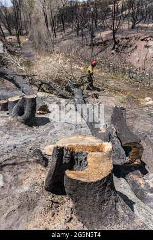 Un sawyer su un equipaggio antincendio hotshot tira i rami dal torrente dopo aver abbattuto un albero per evitare che cada su una strada. Foto Stock