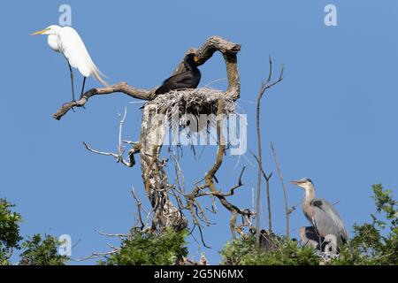 Tre specie di uccelli che mangiano pesce si insidano in alberi morti lungo il fiume California San Joaquin sul San Luis NWR. Un'immagine unica. Foto Stock