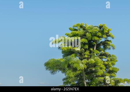 cima di abete su cielo azzurro in primavera all'aperto Foto Stock