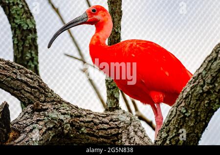 Un ibis scarlatto si trova su una filiale ad albero nella voliera del Mississippi Aquarium, 24 giugno 2021, a Gulfport, Mississippi. Foto Stock