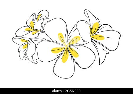 Frangipani o plumeria fiore tropicale per i leis. Frangipani incisi con petali gialli isolati su sfondo bianco. Illustrazione vettoriale del contorno Illustrazione Vettoriale
