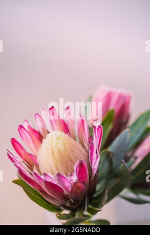 Protea rosa singolo, testa di fiore isolata, oggetto isolato con centro bianco e spazio di copia con fondo rosa secchio. Foto Stock