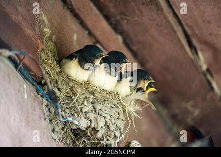 pulcini swallows chiamata per alimentazione in nido sotto il tetto della casa del villaggio Foto Stock