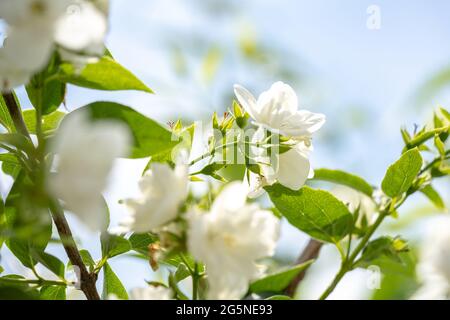 Fiori di gelsomino bianco su un cespuglio, ramo di gelsomino da vicino Foto Stock