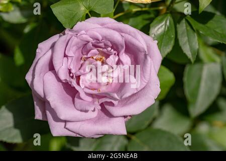 Macro shot di rosa in un giardino, copia spazio Foto Stock