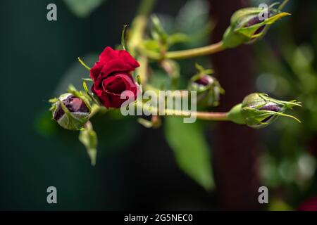 Macro shot di rosa rossa in un giardino, copia spazio Foto Stock