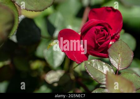 Macro shot di rosa rossa in un giardino, copia spazio Foto Stock