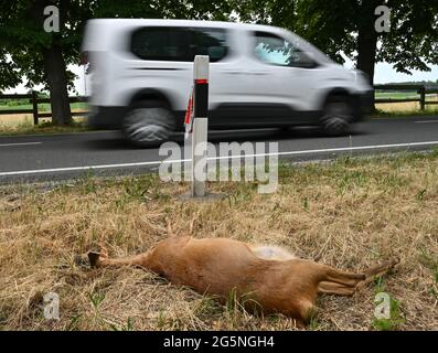 Trampe, Germania. 28 Giugno 2021. Dopo una collisione con un veicolo, un cervo morto si trova sul lato della strada. Credit: Patrick Pleul/dpa-Zentralbild/ZB/dpa/Alamy Live News Foto Stock