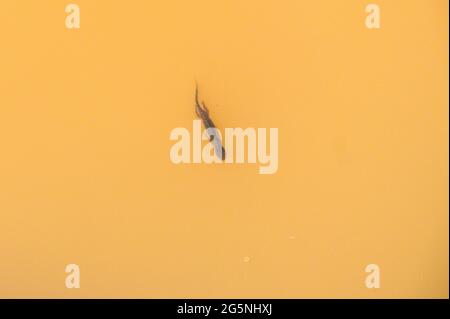 Un nuovo alpino in un fangoso stagno alpino Foto Stock