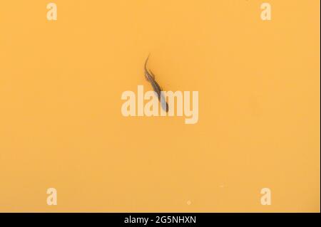 Un nuovo alpino in un fangoso stagno alpino Foto Stock