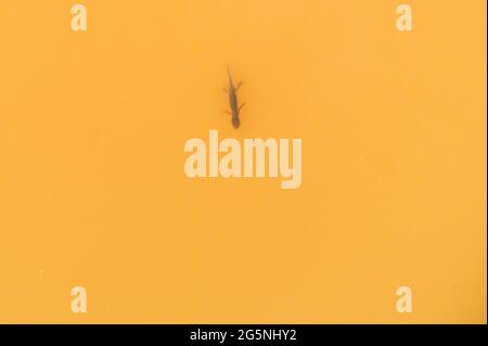 Un nuovo alpino in un fangoso stagno alpino Foto Stock