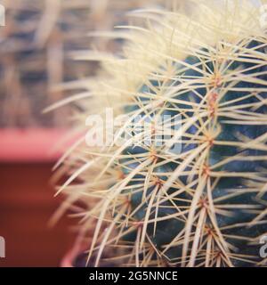 Grandi cactus con aghi in vasi di fiori, primo piano Foto Stock