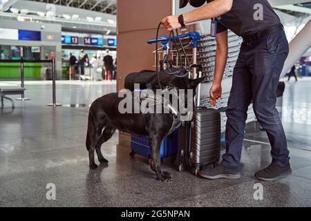 Addetto alla sicurezza e cane di rilevamento che controlla i bagagli all'aeroporto Foto Stock