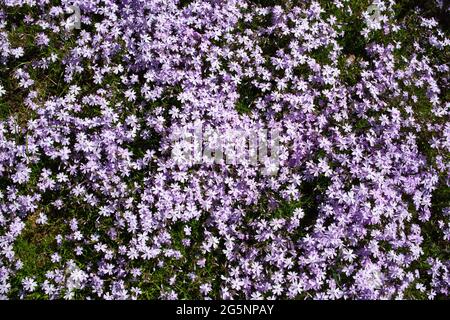 Sfondo phlox strisciante. Phlox subulata con petali rosa a strisce intorno ad una piccola macchia di simile ma solido flox rosa. Giardino botanico. Foto Stock