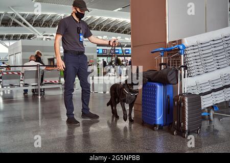 Guardia di sicurezza e cane di rilevamento che controlla i bagagli all'aeroporto Foto Stock
